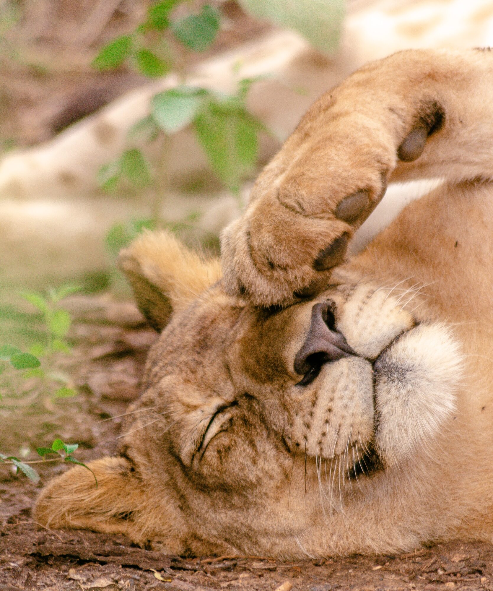 African lion Thanda Safari