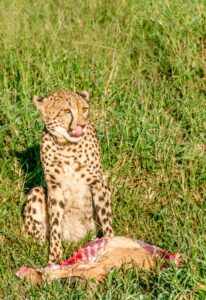 Cheetah eating impala at Thanda Safari