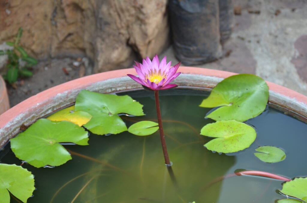 lotus flower Thailand