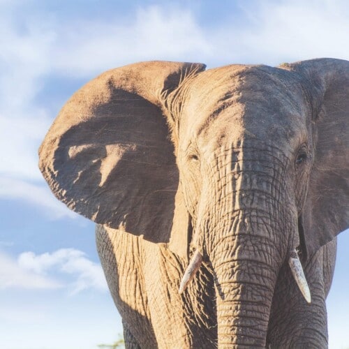 African elephant on South Africa safari
