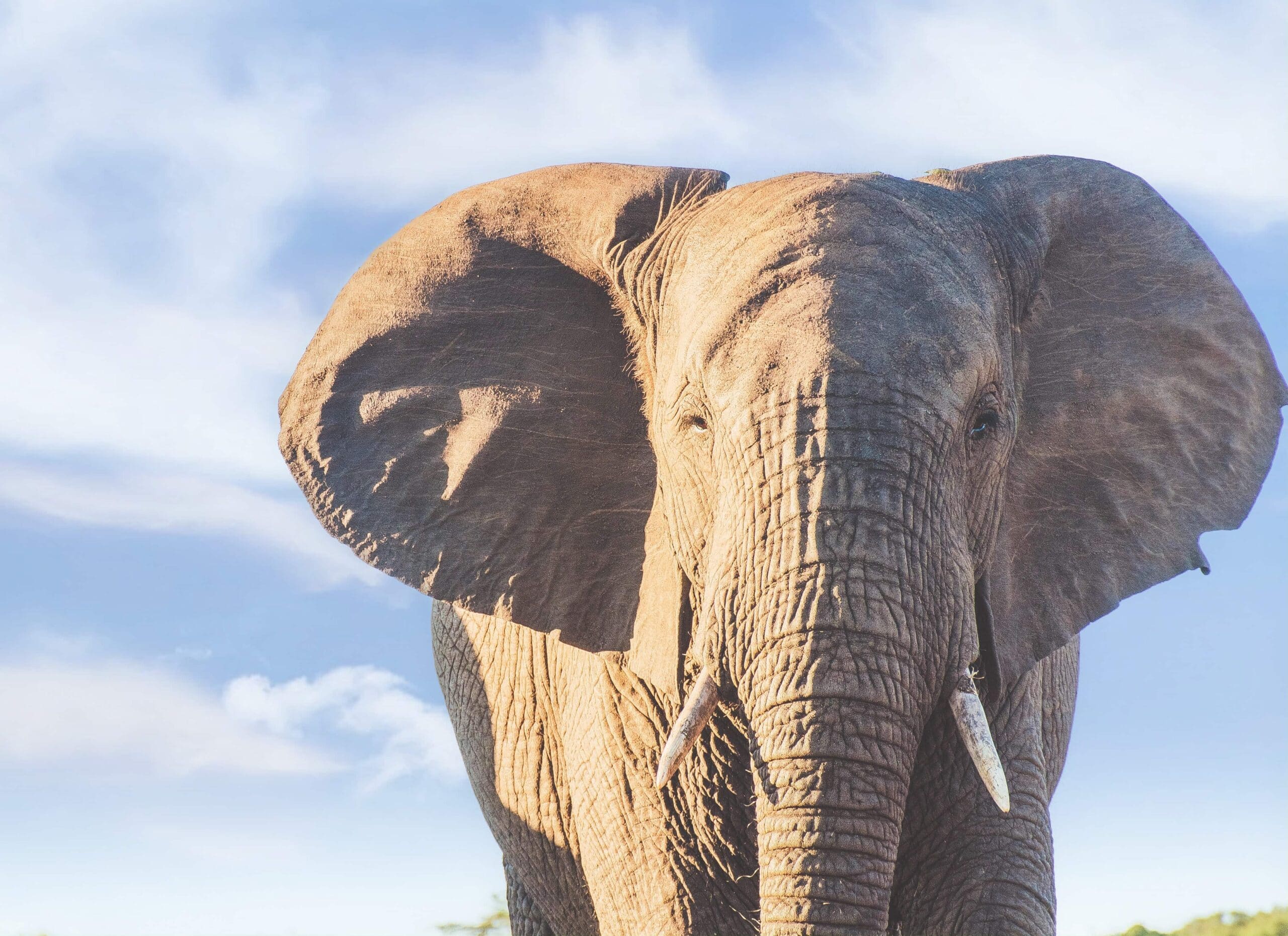 African elephant on South Africa safari