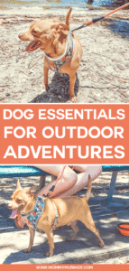 Dog Essentials