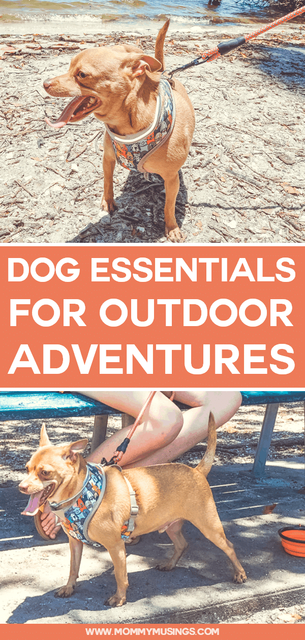 Dog Essentials