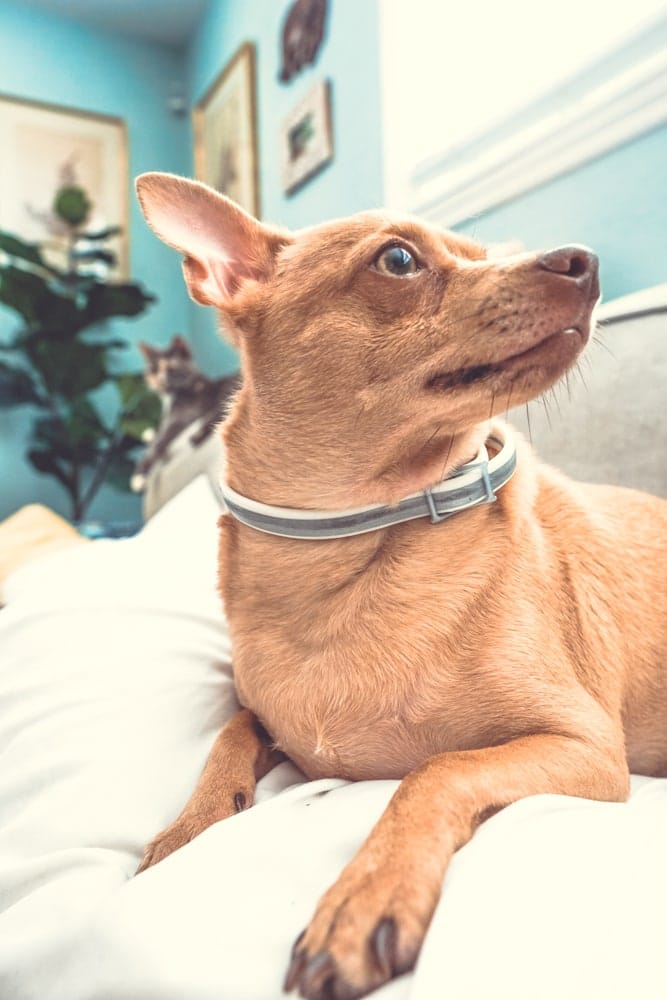 Flea Collars for Dogs - Dog Essentials for Outdoor Adventures