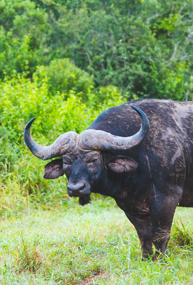 Cape buffalo