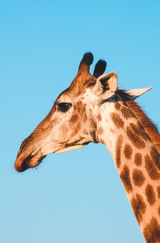 South Africa safari giraffe