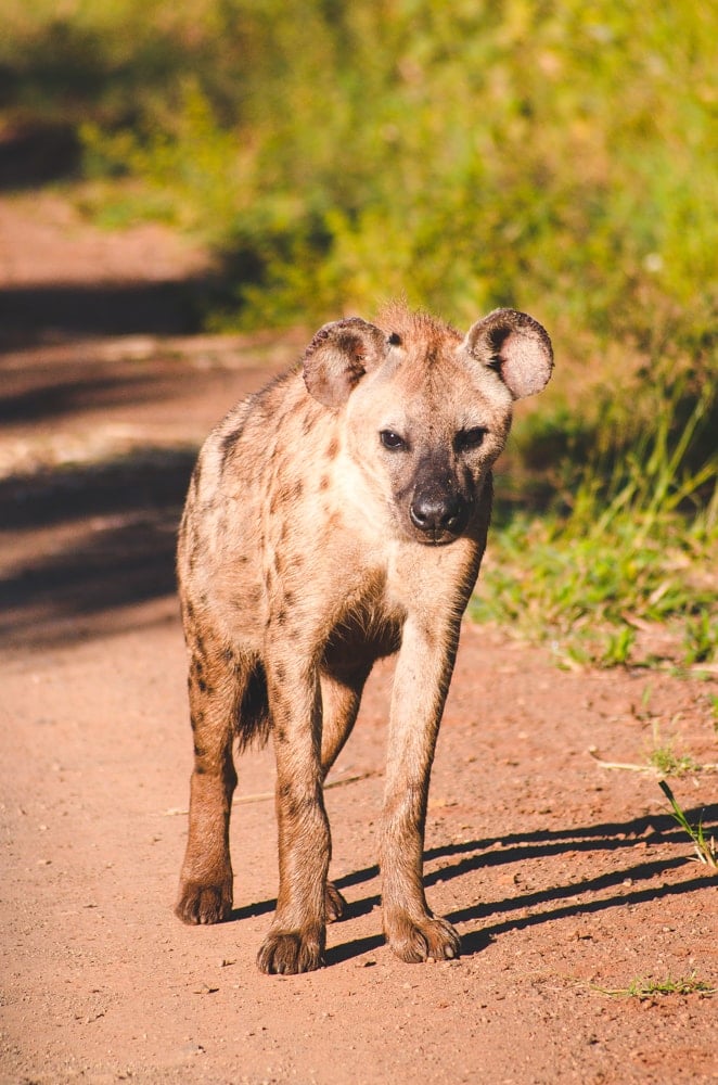 South Africa hyena