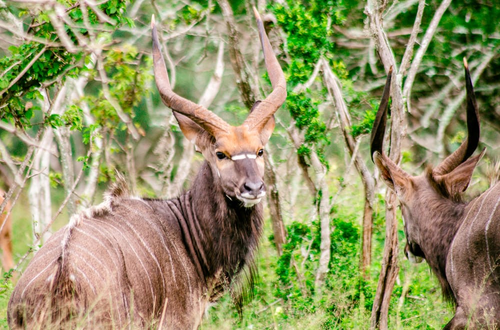 South Africa nyala