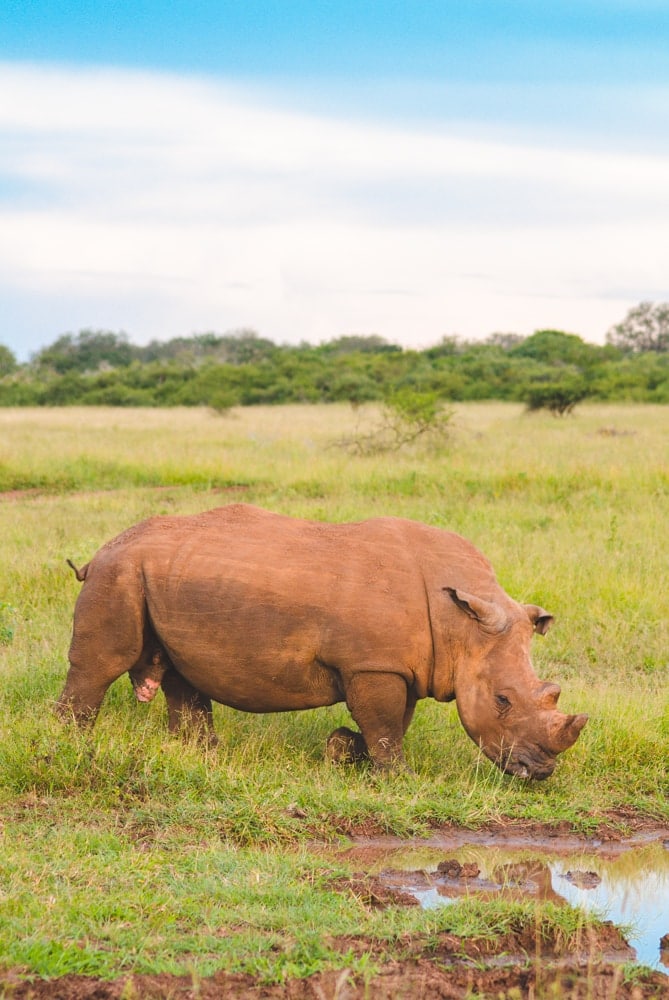 White Rhino at Thanda Safari South Africa