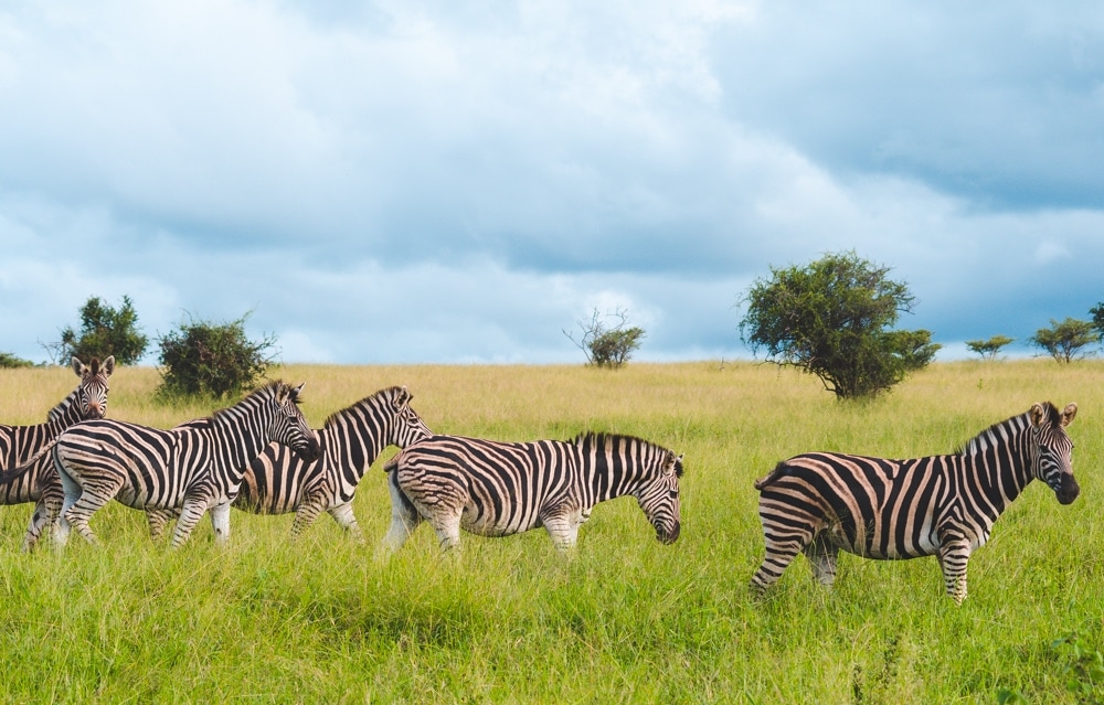 South Africa safari zebras