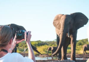 south africa safari elephant up close