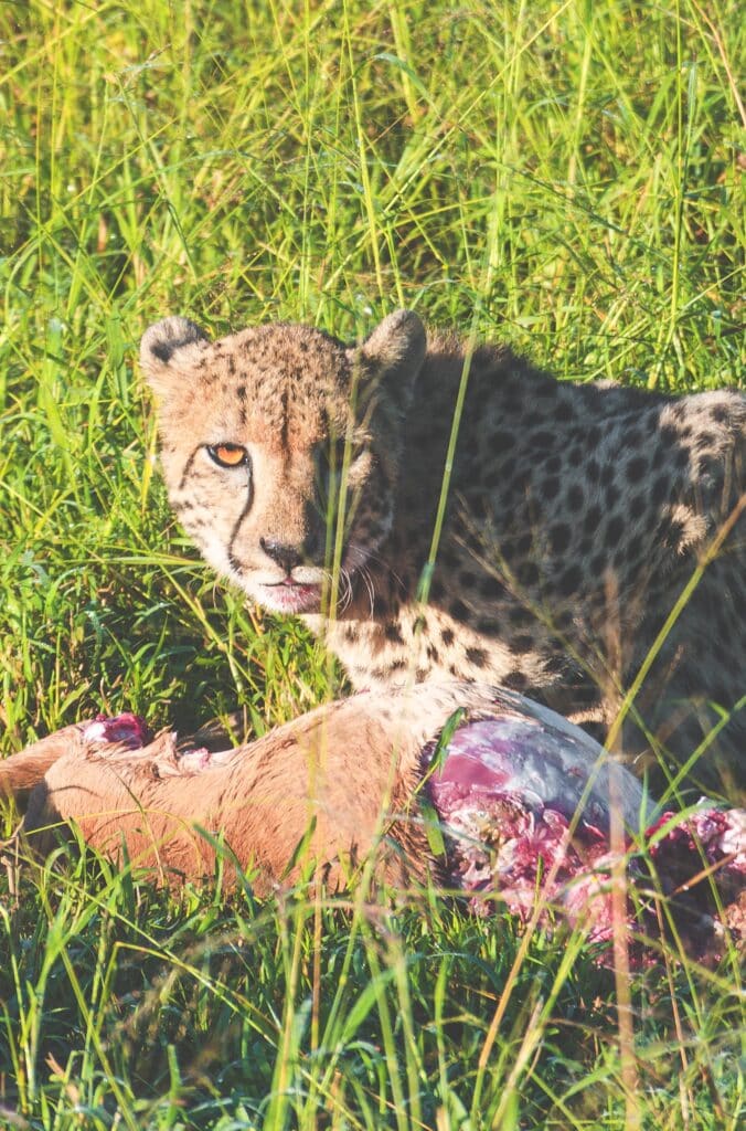 cheetah eating her prey at thanda safari south africa