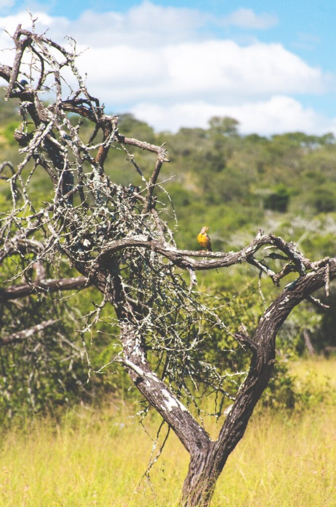 yellow bird on tree branch thanda safari south africa