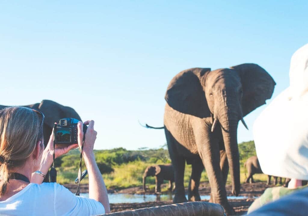 guest taking up close photo of elephant herd at thanda safari