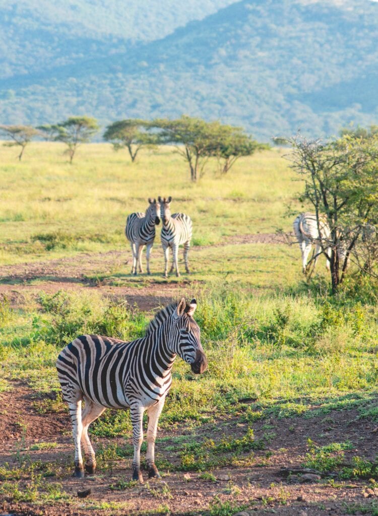 zebras on private game reserve south africa