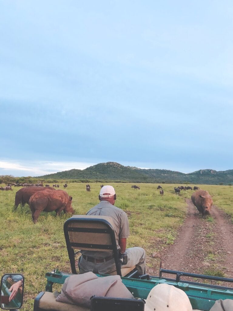 tracker at thanda safari private game reserve in south africa