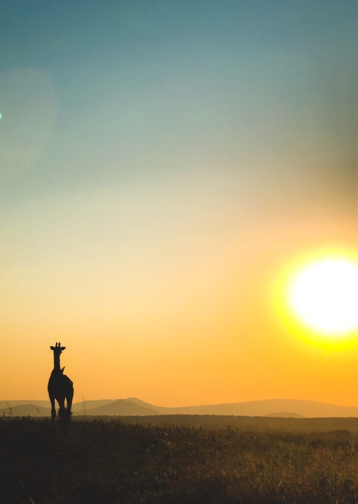 zebra at sunset at Thanda Safari