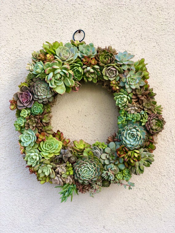 Easy DIY Succulent Wreath Kit 