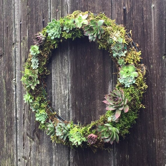 Living Succulent Wreath