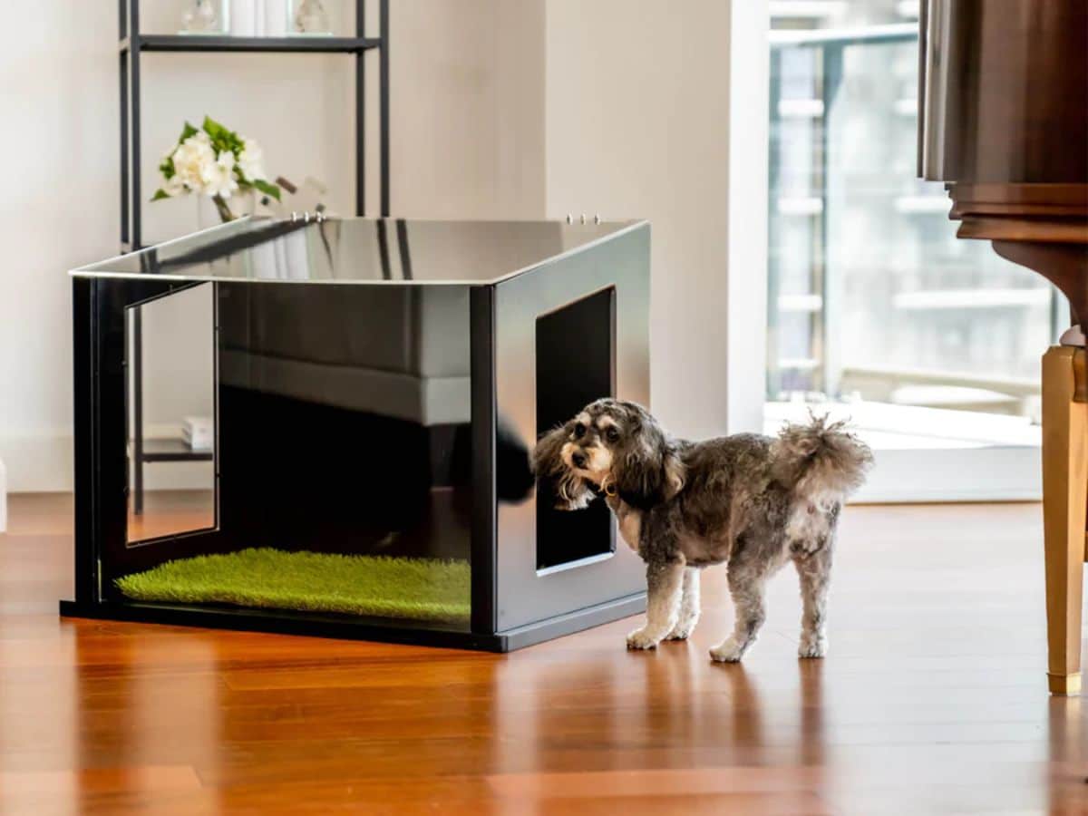 small dog next to black city loo on hardwood floor