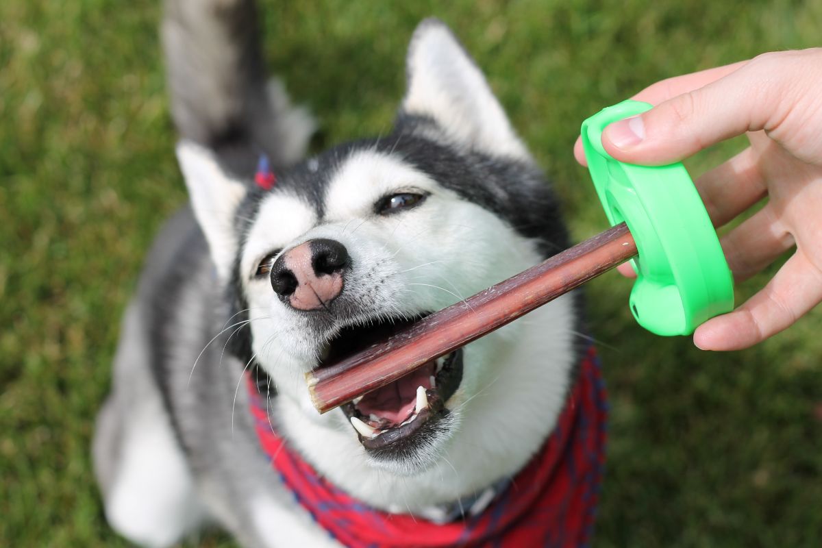 husky chewing bully stick